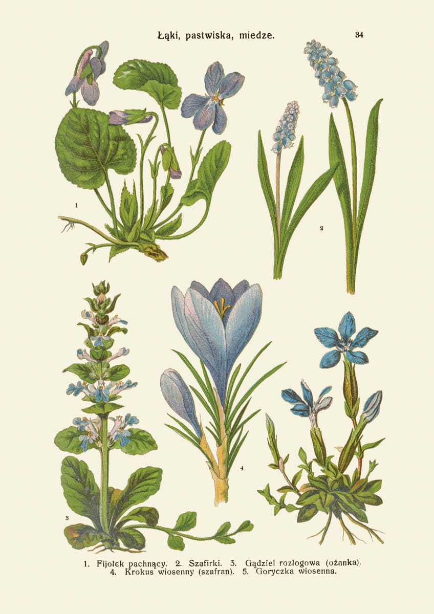 Rycina botaniczna: Łąki, pastwiska, miedze 7
