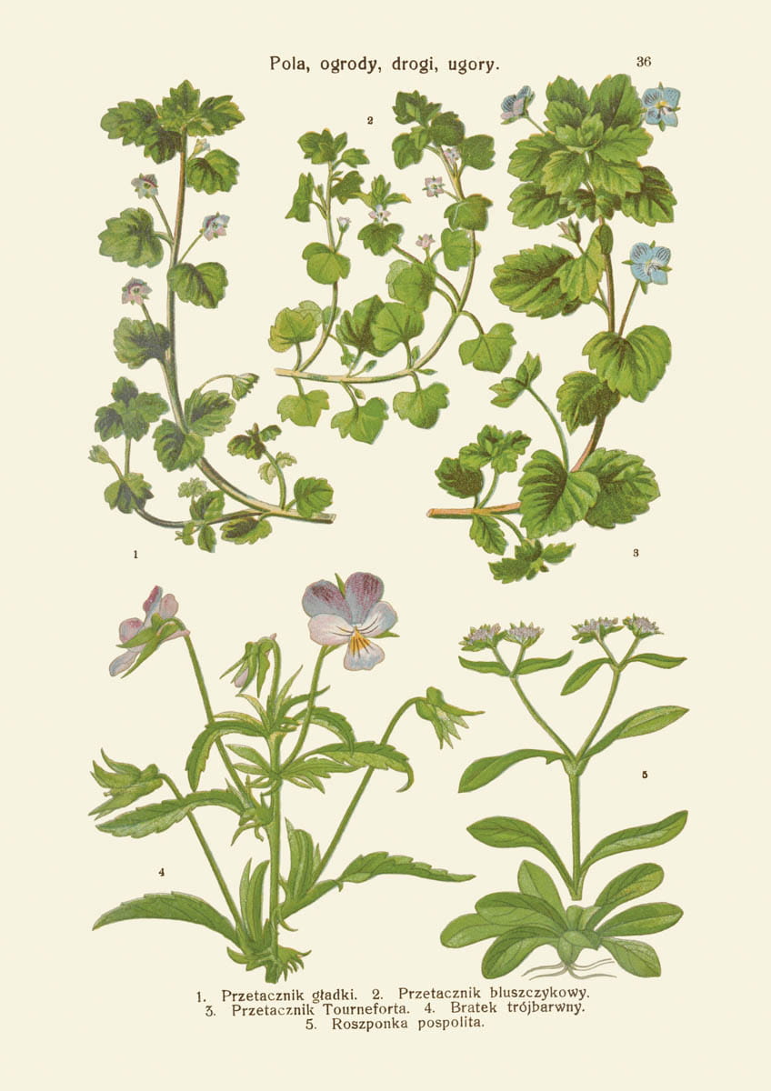 Rycina botaniczna: Pola, ogrody, drogi, ugory