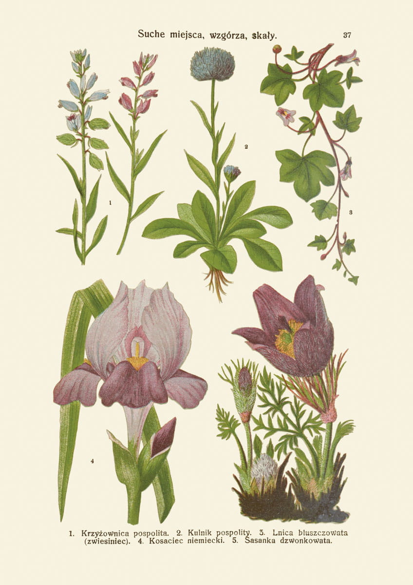 Rycina botaniczna: Suche miejsca, wzgórza, skały