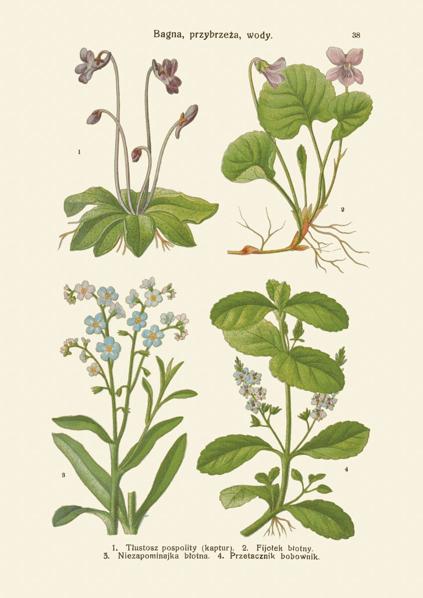 Rycina botaniczna: Bagna, przybrzeża, wody