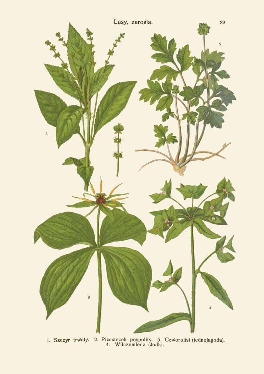 Rycina botaniczna: Lasy i zarośla 12