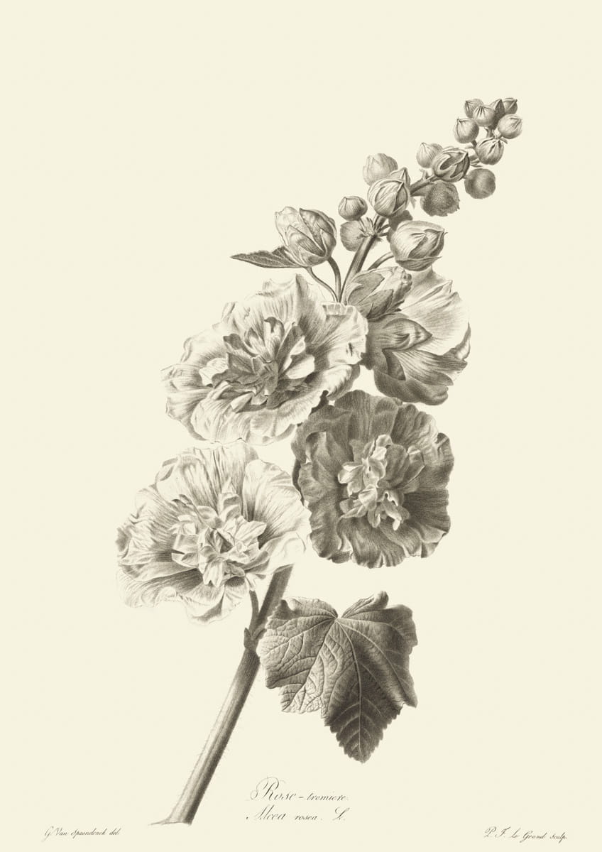 Obraz kwiaty, 1799 r.,  Rose - lremiete