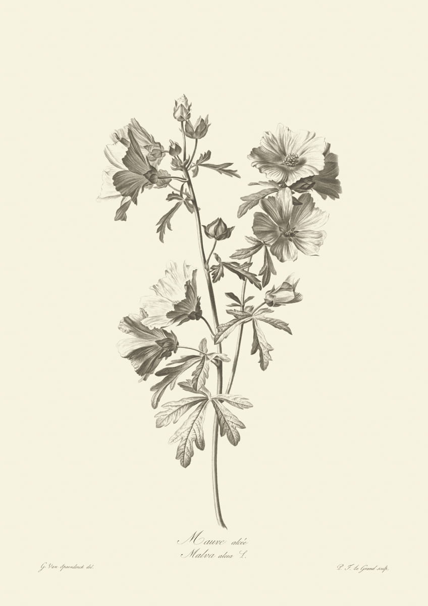 Obraz kwiaty, 1799 r.,  Mauve alcee