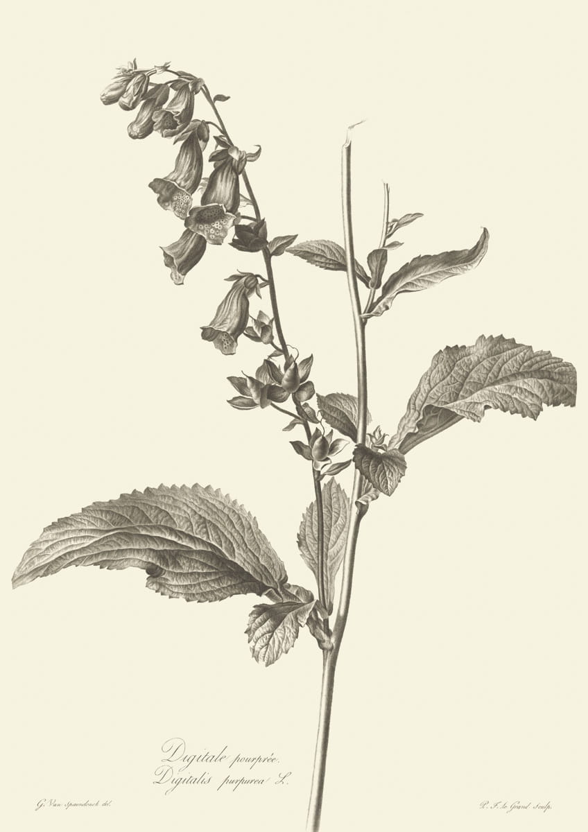 Obraz kwiaty, 1799 r.,  Digitale pourpree