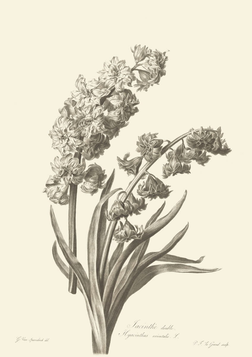 Obraz kwiaty, 1799 r., Jacintlie double