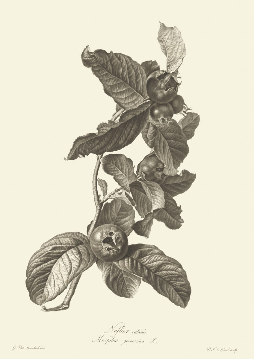 Obraz kwiaty, 1799 r.,  Neflier cultive