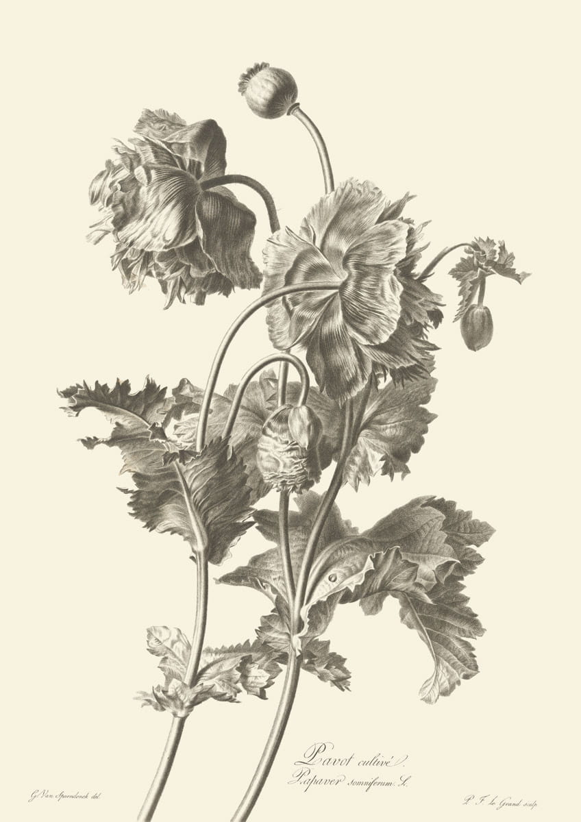 Obraz kwiaty, 1799 r.,  Pavot cultive