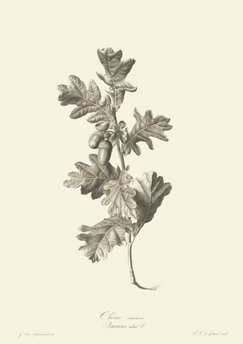 Obraz kwiaty, 1799 r.,  Chene commun