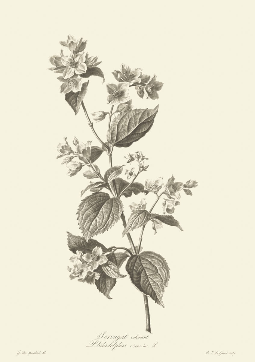 Obraz kwiaty, 1799 r.,  Serungat odorant