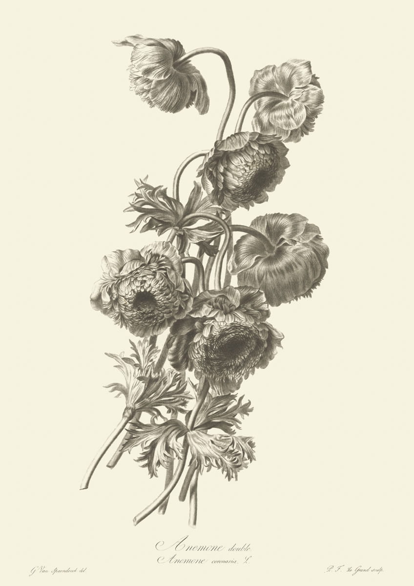 Obraz kwiaty, 1799 r.,  Annemone double