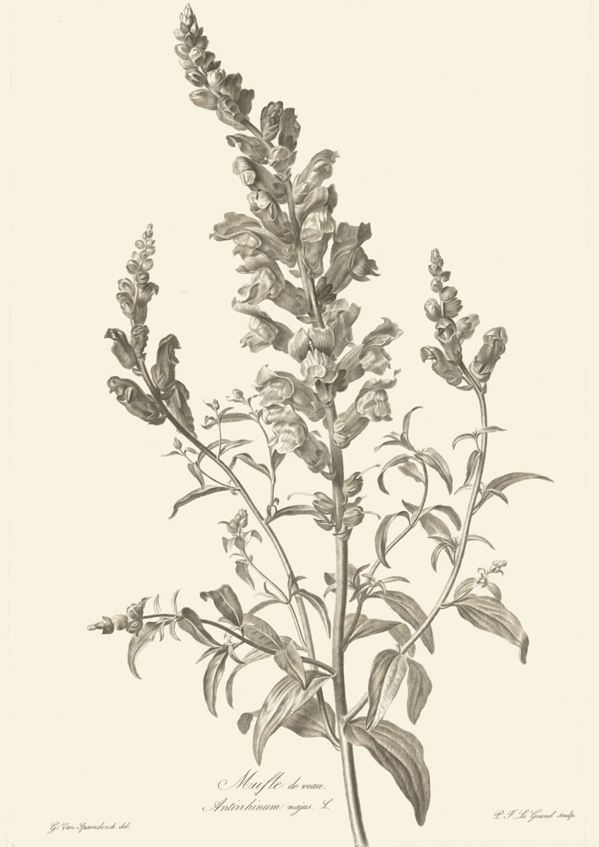Obraz kwiaty, 1799 r.,  Mufle de veau