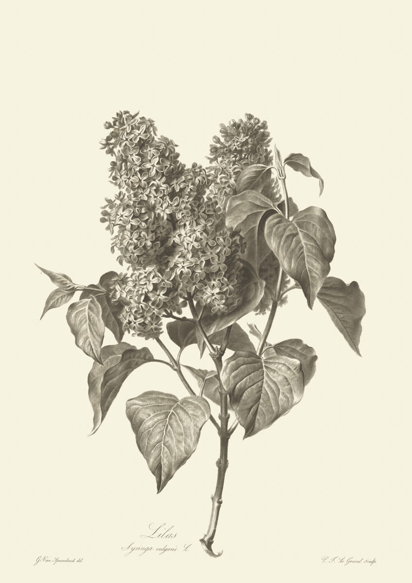 Obraz kwiaty, 1799 r., Lillas