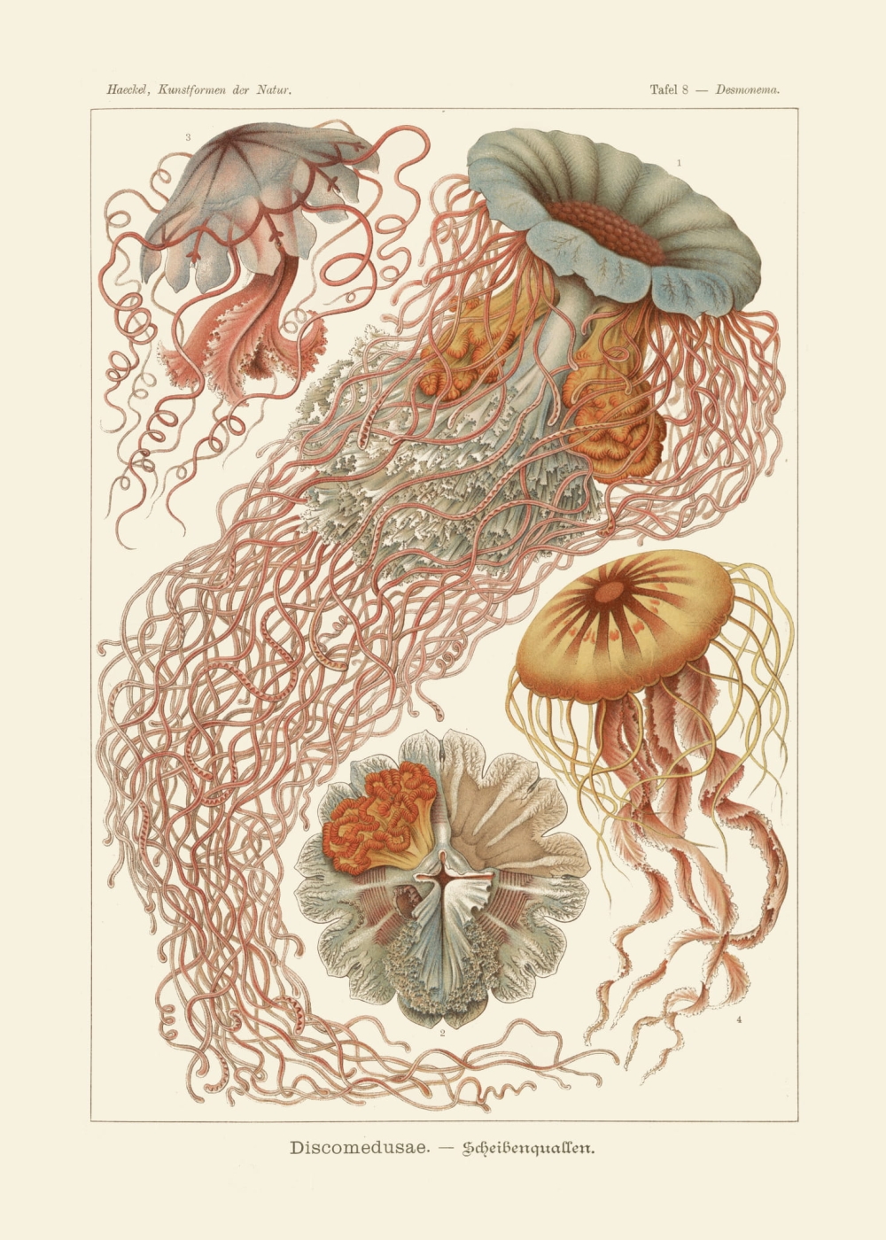 Rycina Discomedusae, Desmonema