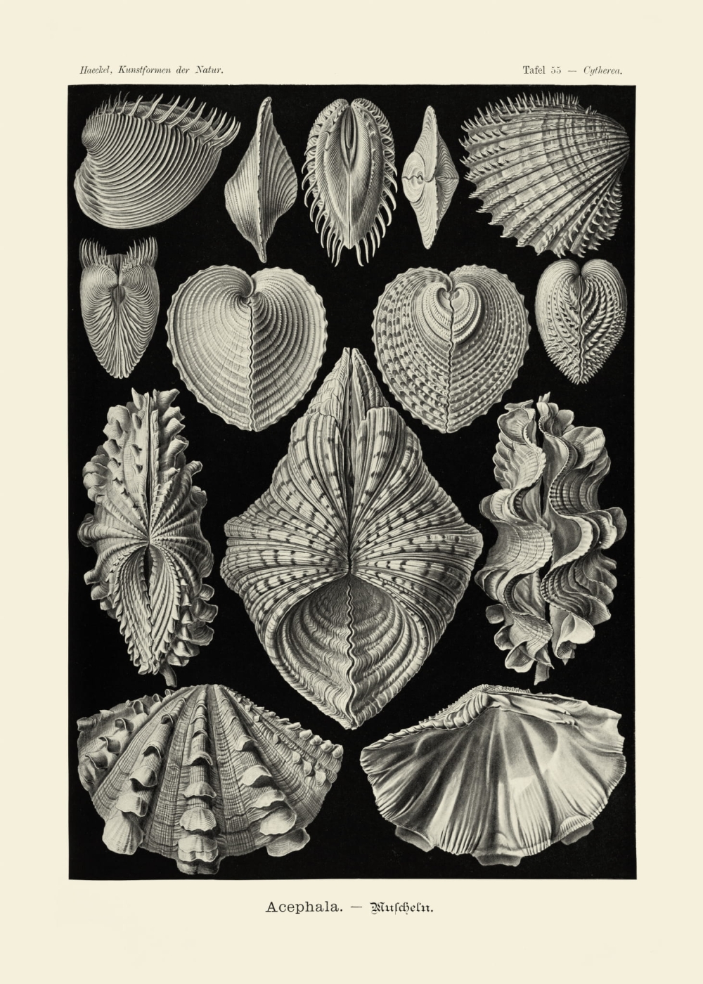 Rycina Acephala, Cytherea