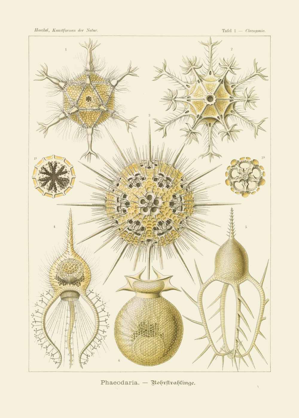 Rycina, 1899 r.,  Phaeodaria, Circogonia