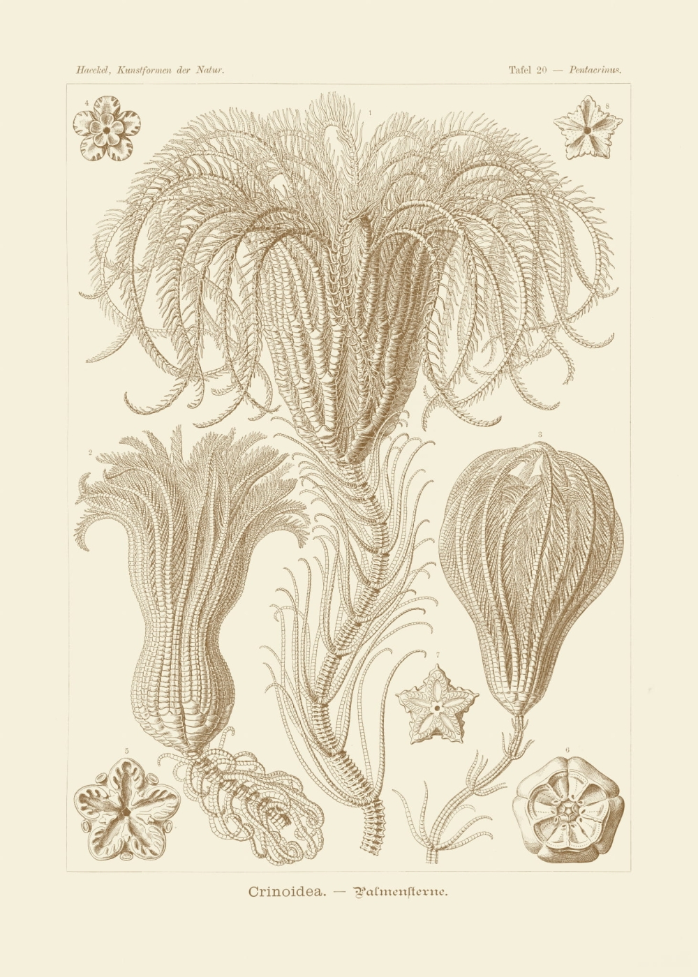 Rycina Crinoidea, Pentacrinus 2 kolory