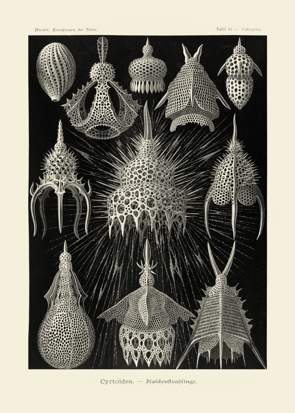 Rycina, 1899 r.,  Cyrtoidea, Calocyclas