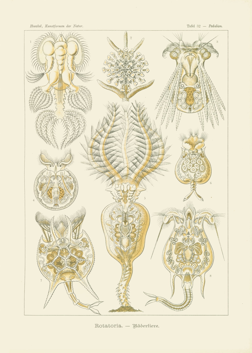 Rycina, 1899 r.,  Rotatoris, Pedalion
