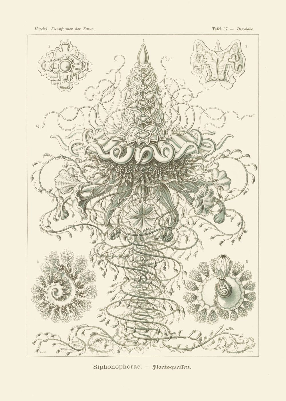 Rycina Siphonophorae, Discolabe