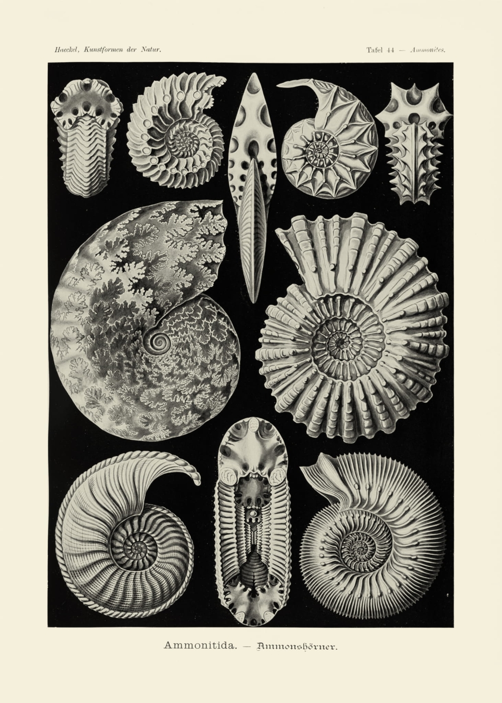 Rycina Ammonitida, Ammonites