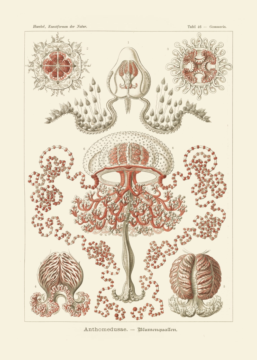 Rycina Amnthomedusae, Gemmaria