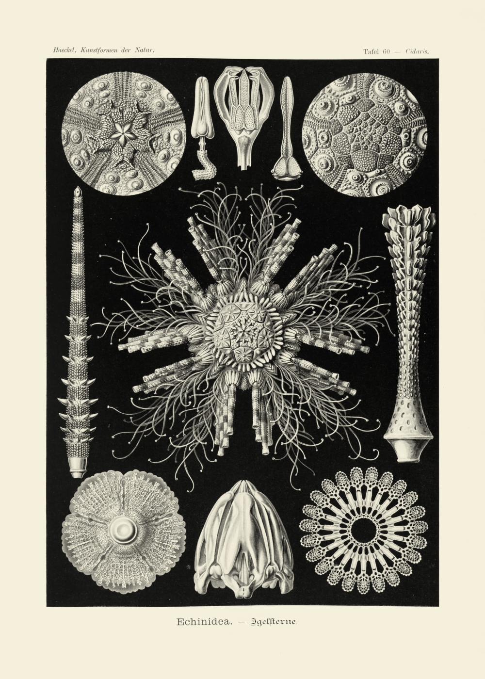 Rycina Echinidea, Clypeaster