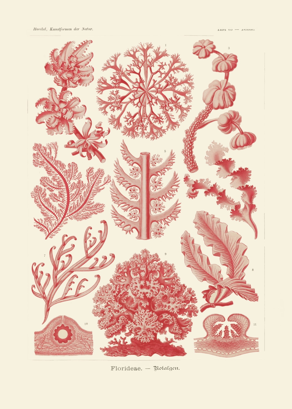 Rycina Florideae, Deresse