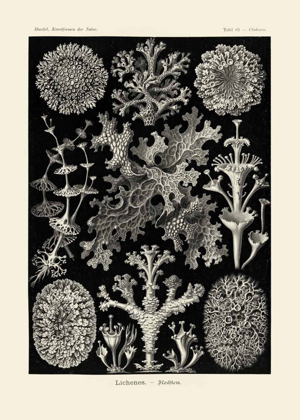 Rycina Licenes, Cladonia