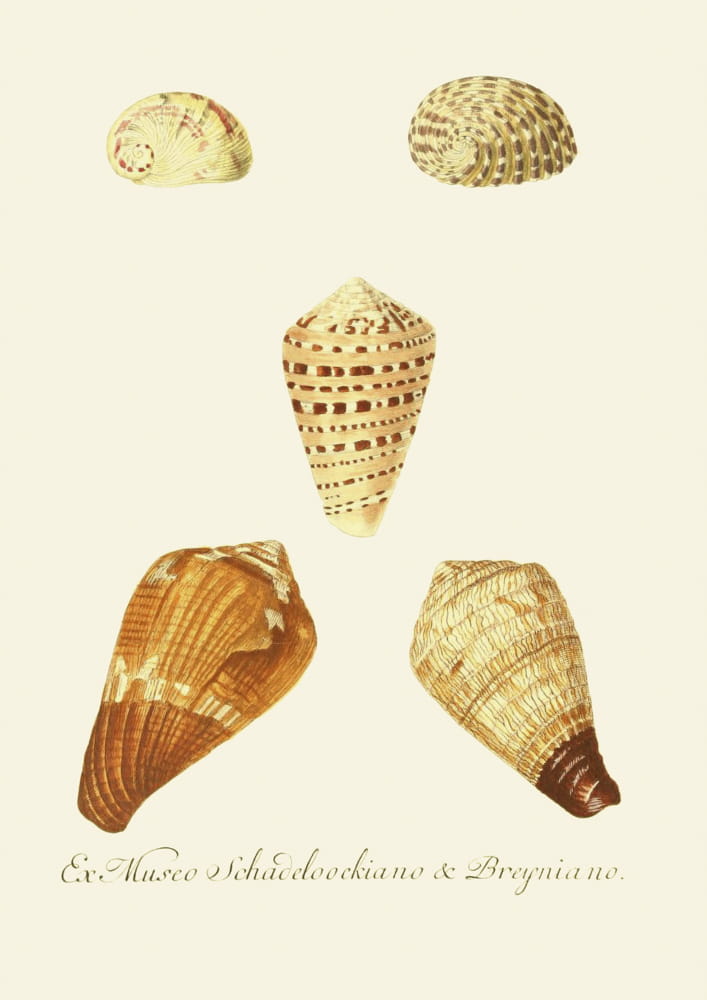 Muszle, kompozycja 59