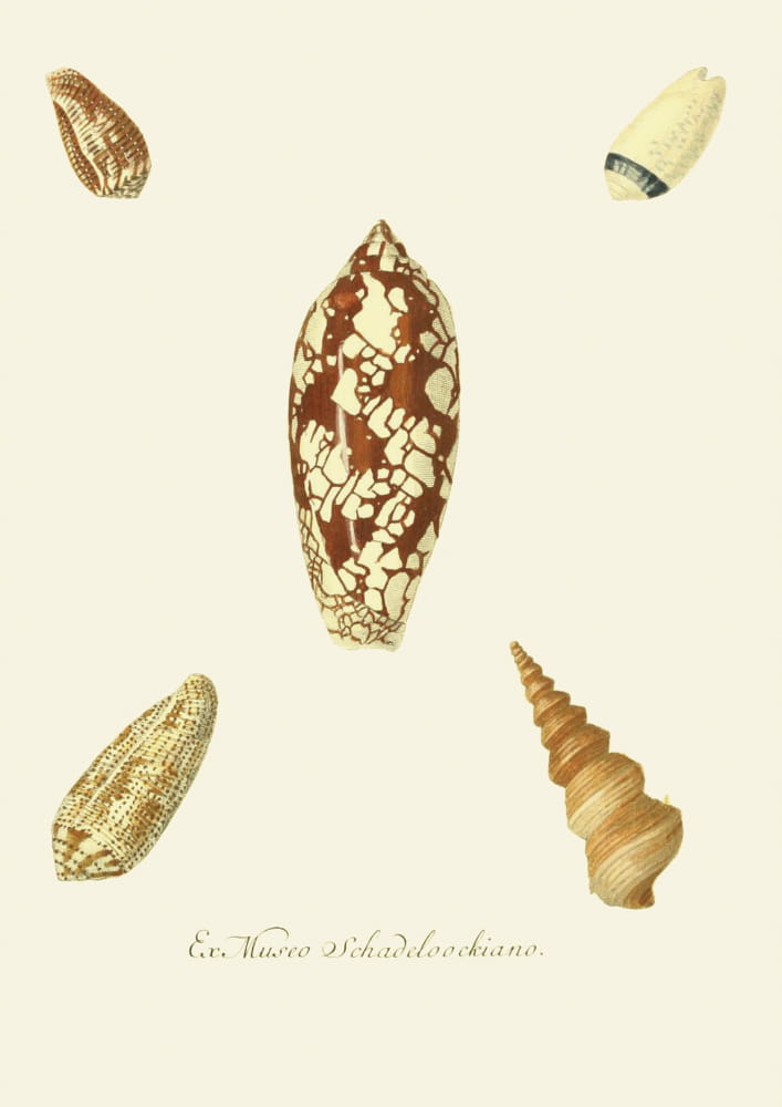 Muszle, kompozycja 77