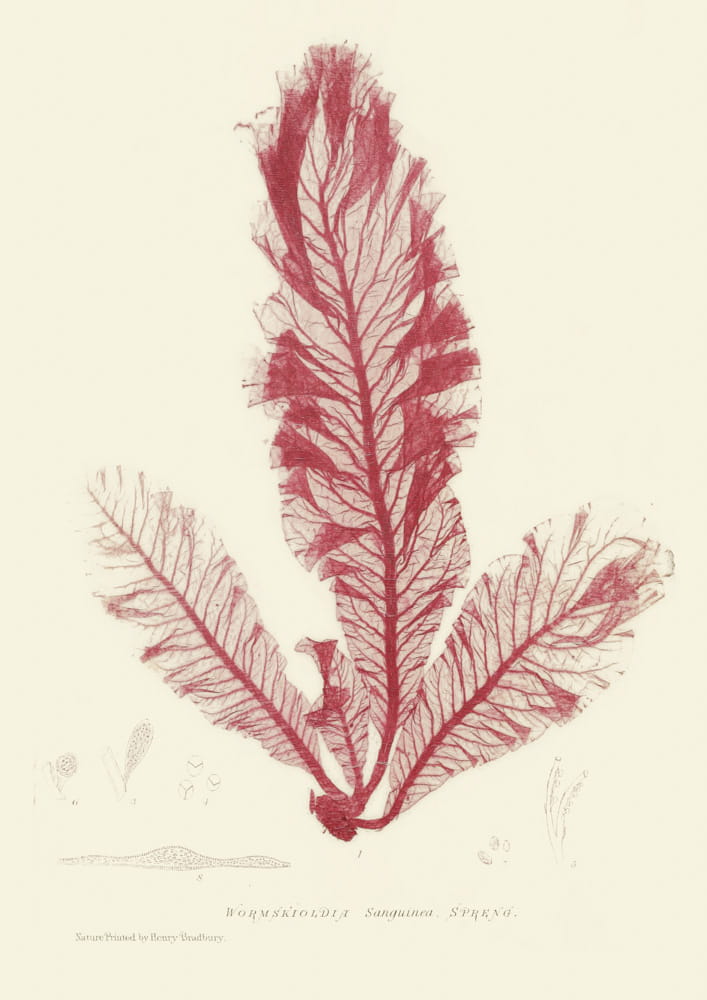 Rycina, ok. 1860 r., Wormskioldia Sanguinea Spreng