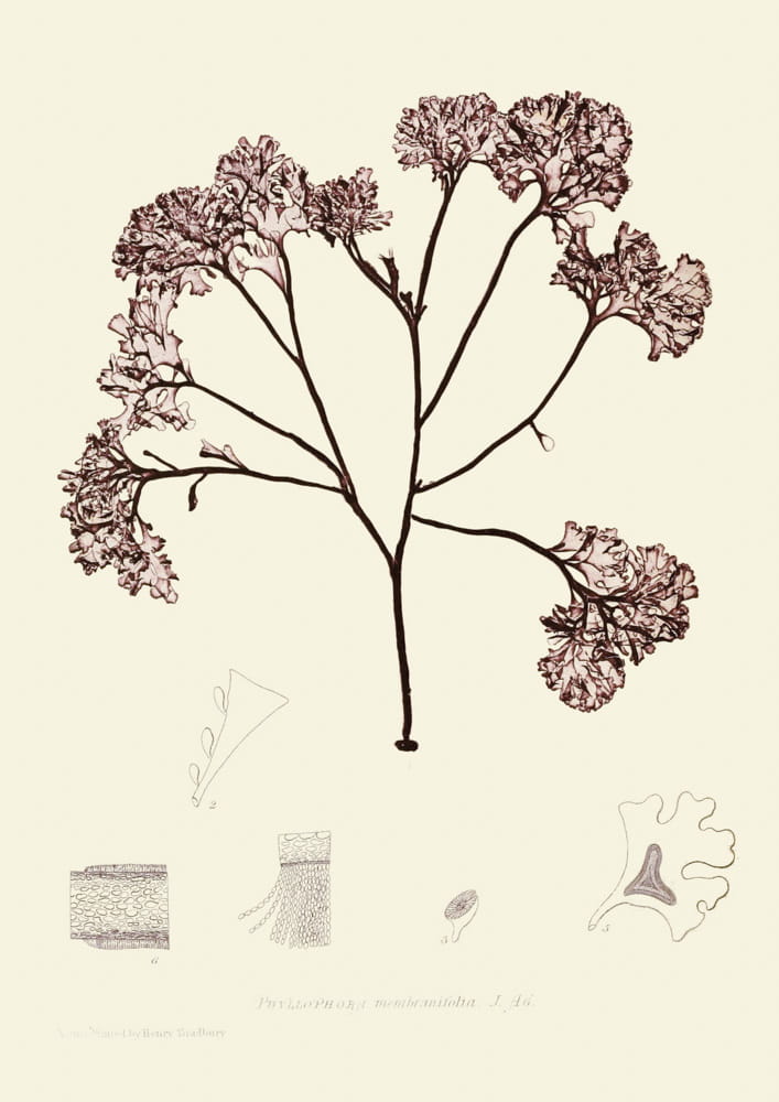 Rycina, ok. 1860 r., Phyllophora membranifolia. J. AG