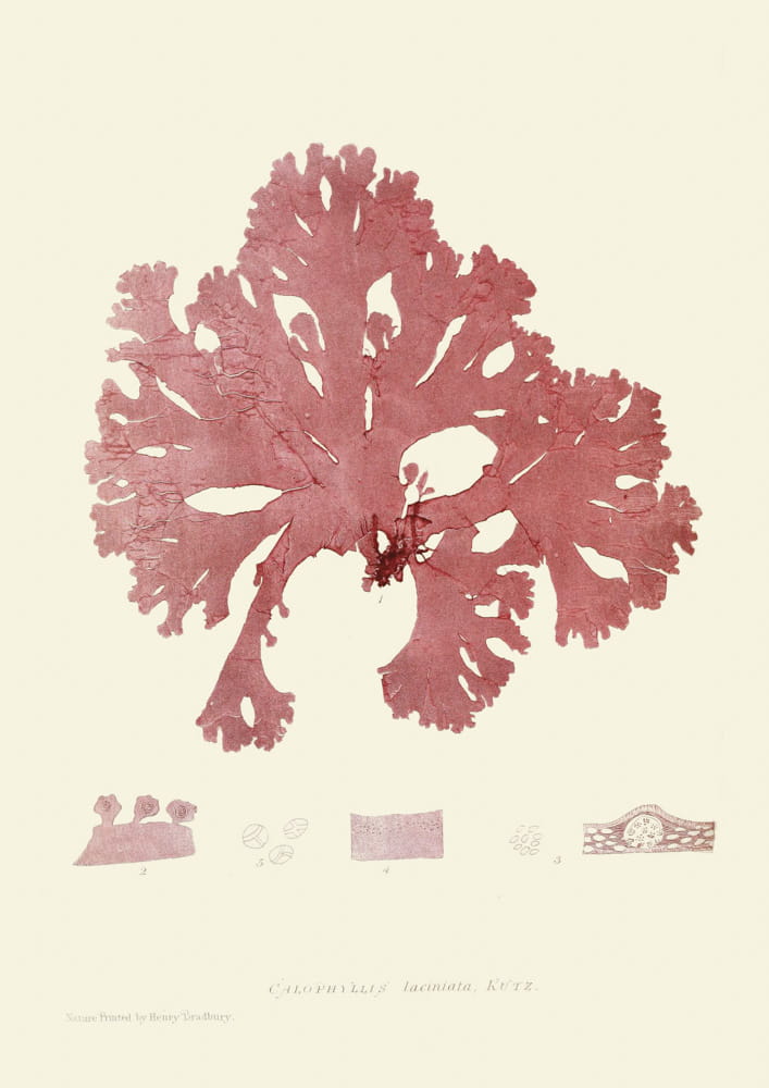 Rycina, ok. 1860 r., Calophyllis Laciniata, Kutz