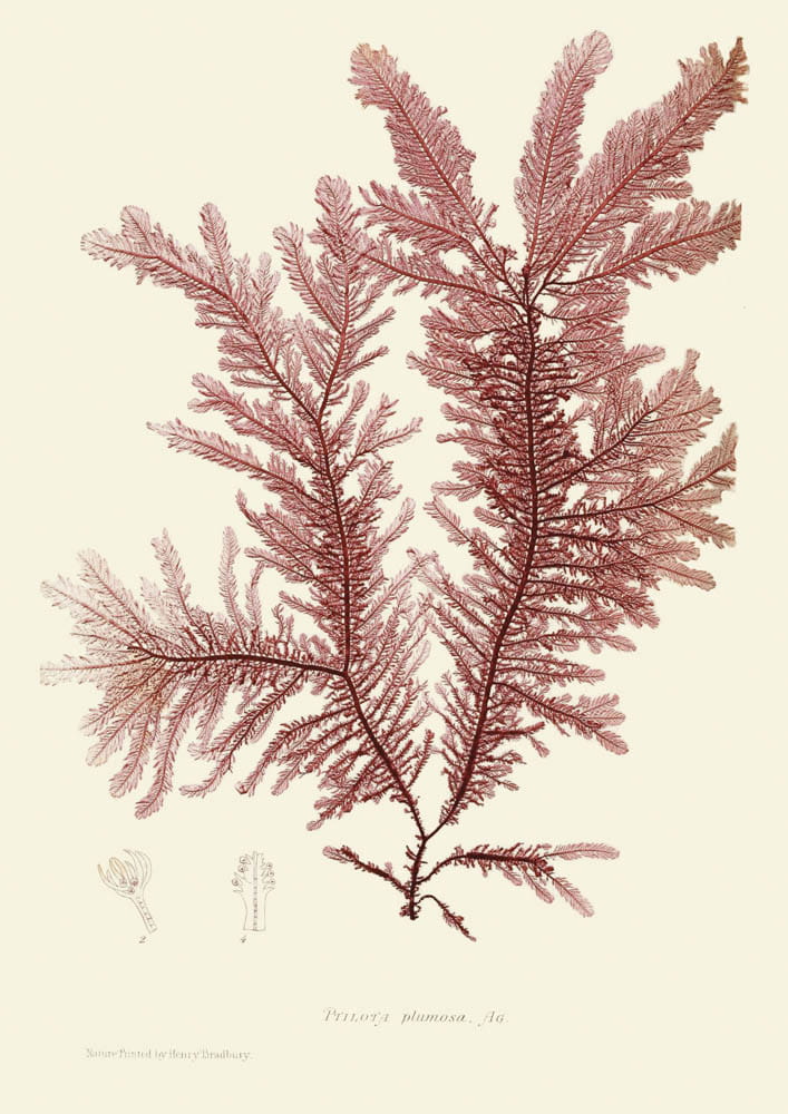 Rycina, ok. 1860 r., Ptilota plumosa. AG