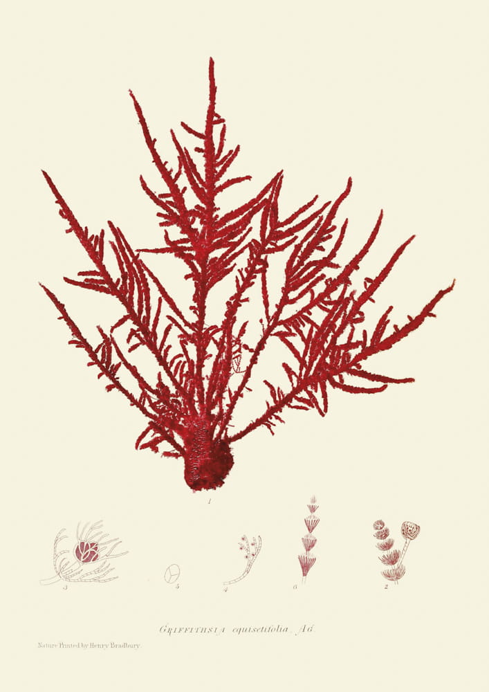 Rycina, ok. 1860 r., Griffithsia eguaisetifolia. AG