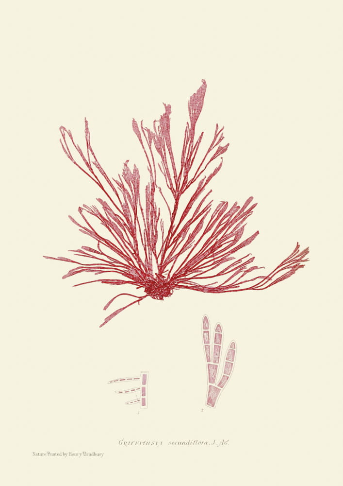 Rycina, ok. 1860 r., Griffthsia secundiflora. J. AG