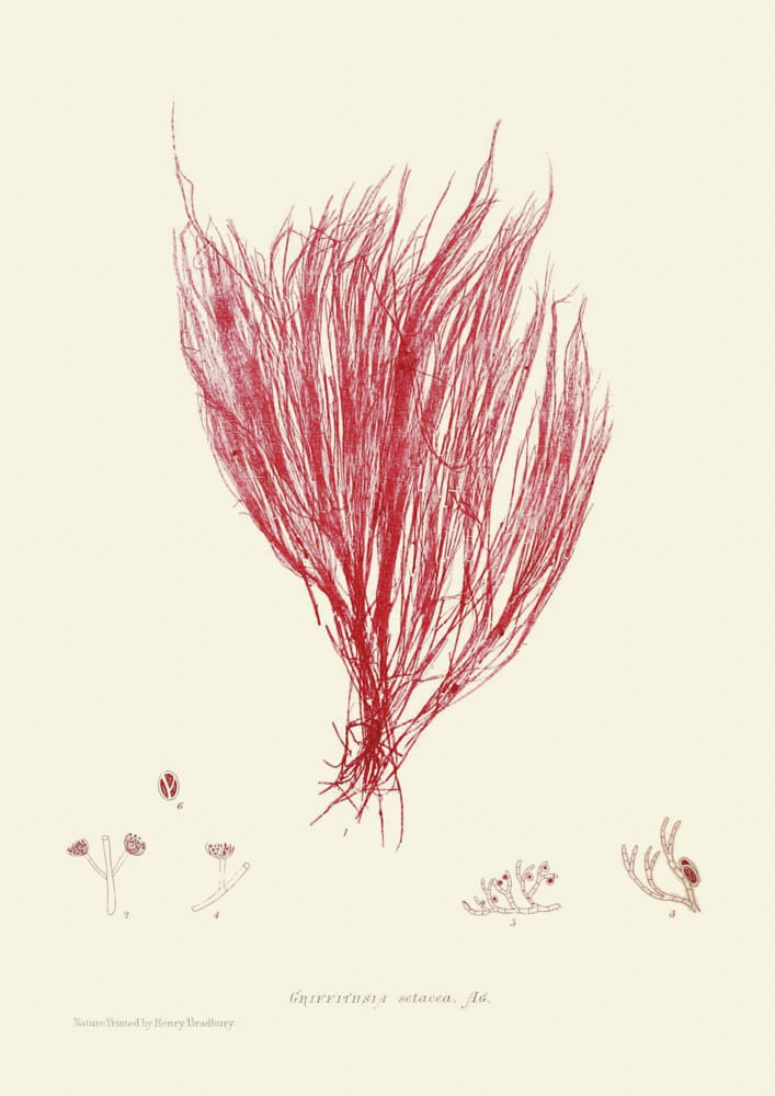 Rycina, ok. 1860 r., Griffithsia setacea, AG