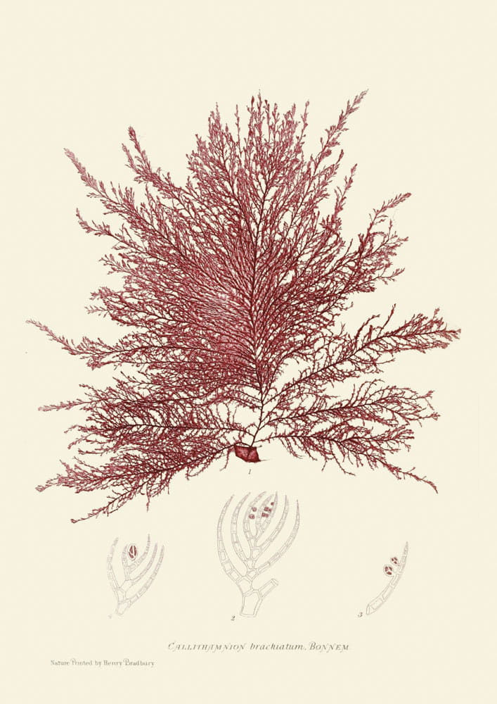 Rycina, ok. 1860 r., Callithamnion brachiatum, Bonnem