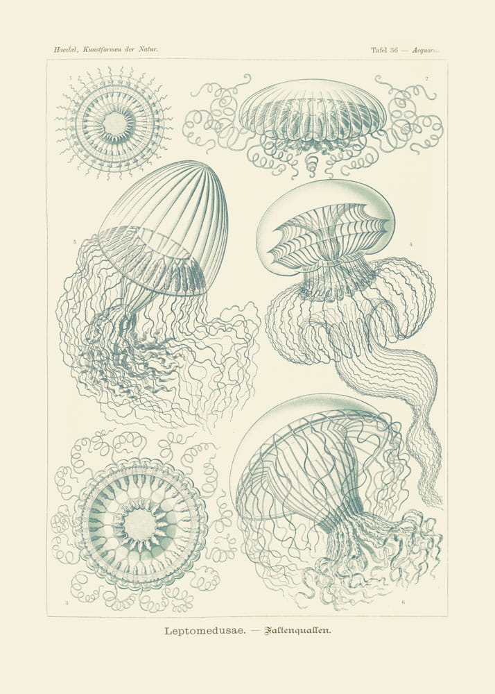 Rycina Leptomedusae, Aequorea