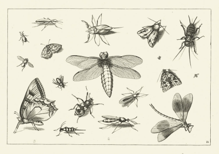 RP-P-1887-A-11872.jpg