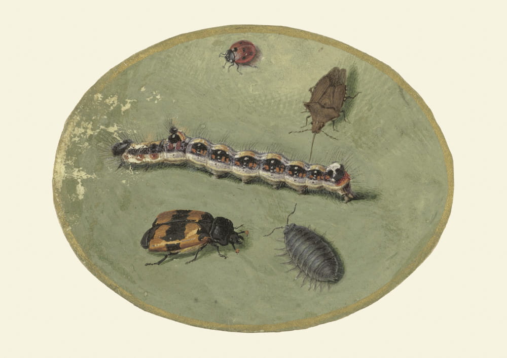 Obraz: Biedronka, gąsienica, stonoga i dwa chrząszcze, 1690 r.