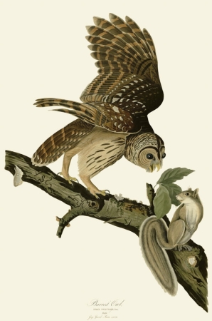 Barred_Owl_(Audubon).jpg