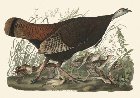 Illustration_from_Birds_of_America_(1827)_by_John_James_Audubon,_digitally_enhanced_by_rawpixel-com_6.jpg