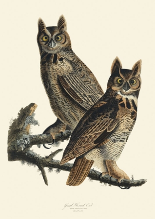 Illustration_from_Birds_of_America_(1827)_by_John_James_Audubon,_digitally_enhanced_by_rawpixel-com_61.jpg