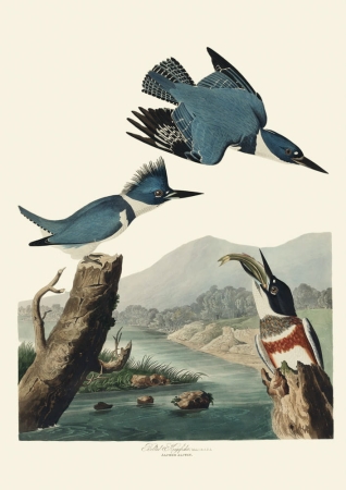 Illustration_from_Birds_of_America_(1827)_by_John_James_Audubon,_digitally_enhanced_by_rawpixel-com_77.jpg