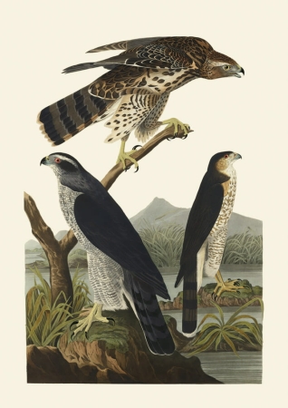 Illustration_from_Birds_of_America_(1827)_by_John_James_Audubon,_digitally_enhanced_by_rawpixel-com_141.jpg