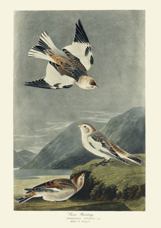 Illustration_from_Birds_of_America_(1827)_by_John_James_Audubon,_digitally_enhanced_by_rawpixel-com_189.jpg
