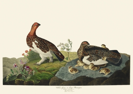 Illustration_from_Birds_of_America_(1827)_by_John_James_Audubon,_digitally_enhanced_by_rawpixel-com_191.jpg