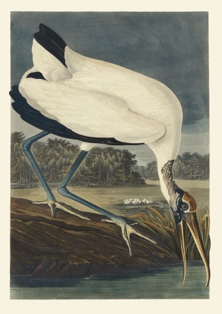 Illustration_from_Birds_of_America_(1827)_by_John_James_Audubon,_digitally_enhanced_by_rawpixel-com_216.jpg