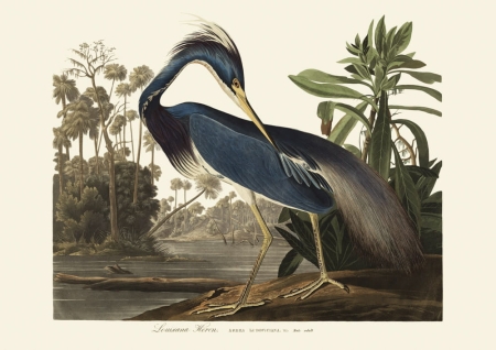 Illustration_from_Birds_of_America_(1827)_by_John_James_Audubon,_digitally_enhanced_by_rawpixel-com_217.jpg